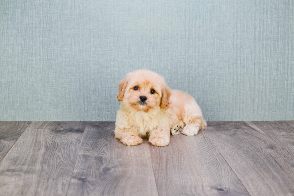 Cavachon Pup Being Cute