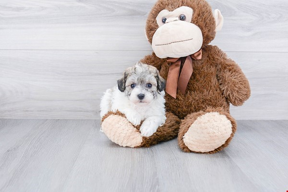 Maltipoo Puppy for Adoption