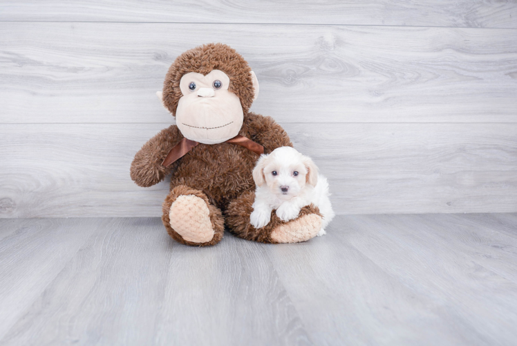 Adorable Maltese Poodle Poodle Mix Puppy