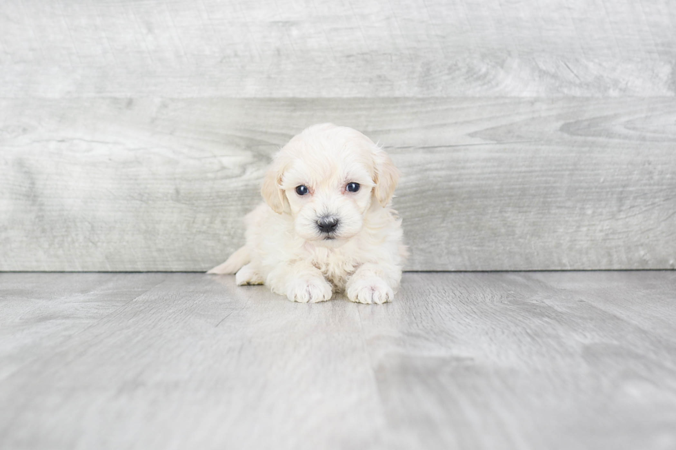 Playful Maltese Poodle Poodle Mix Puppy