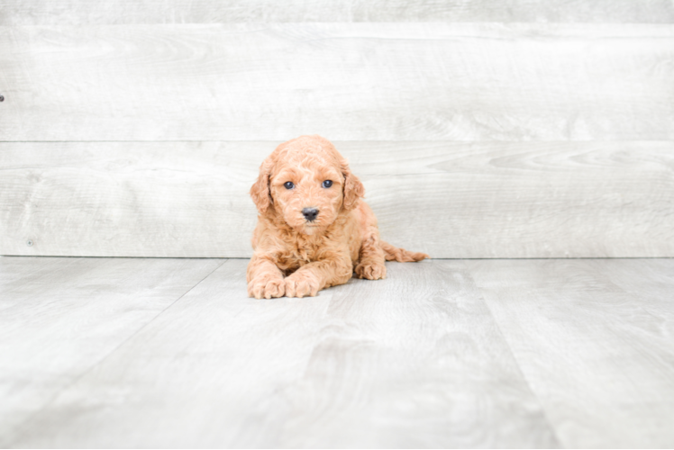 Playful Golden Retriever Poodle Mix Puppy