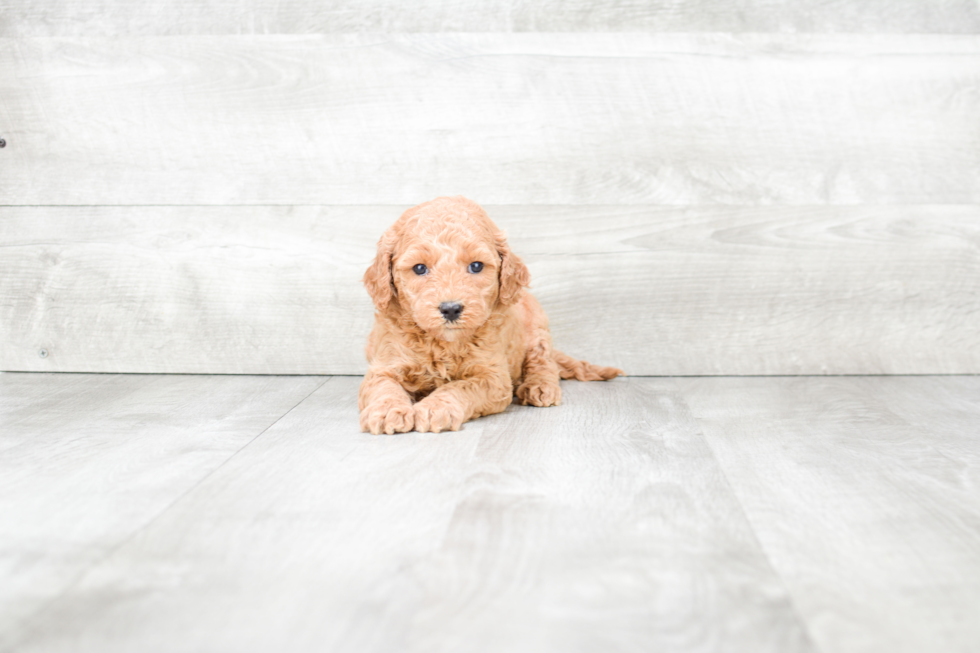 Playful Golden Retriever Poodle Mix Puppy