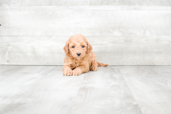 Playful Golden Retriever Poodle Mix Puppy