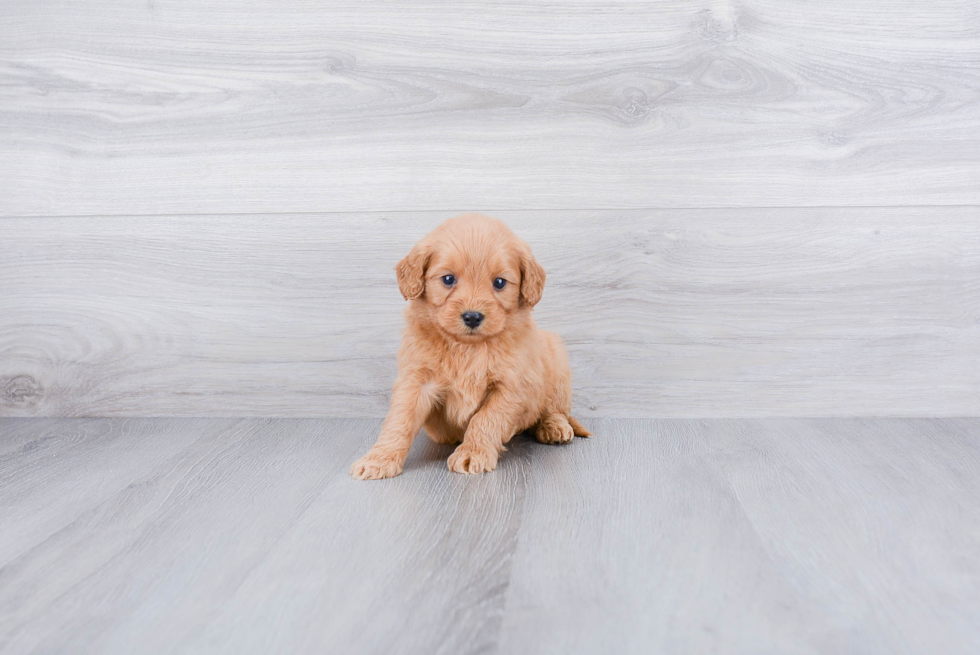 Cute Mini Goldendoodle Baby