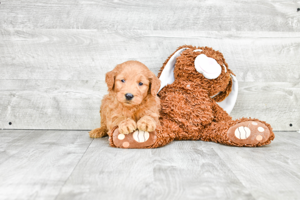 Mini Goldendoodle Puppy for Adoption