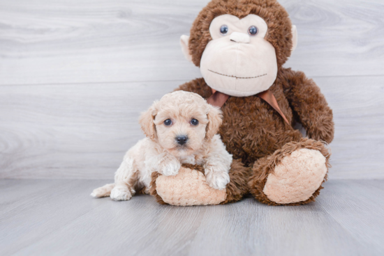 Playful Maltepoo Poodle Mix Puppy