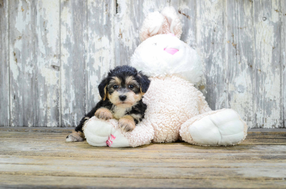 Small Morkie Baby