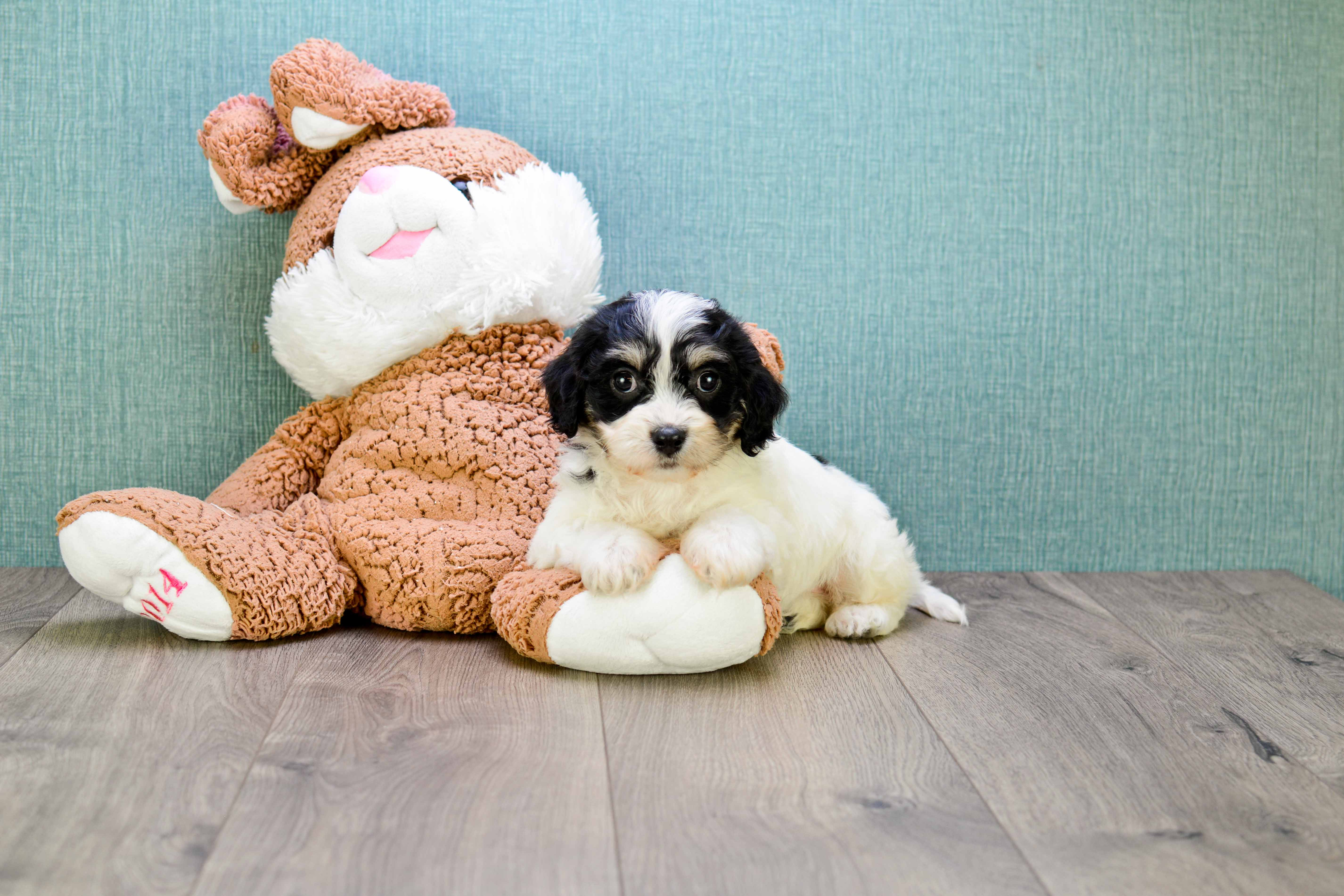 Hypoallergenic Cavalier Designer Puppy