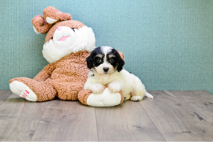 Hypoallergenic Cavalier Designer Puppy
