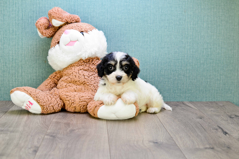 Hypoallergenic Cavalier Designer Puppy