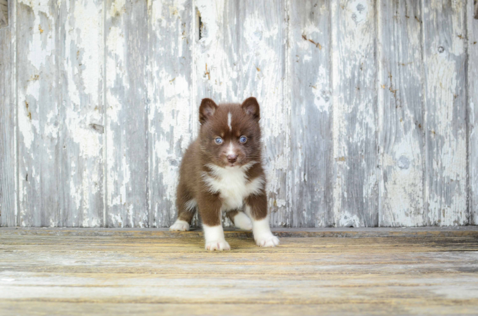 Pomsky Pup Being Cute