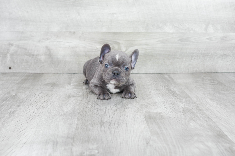 Best French Bulldog Baby