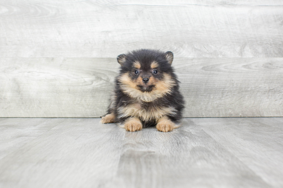 Best Pomeranian Baby