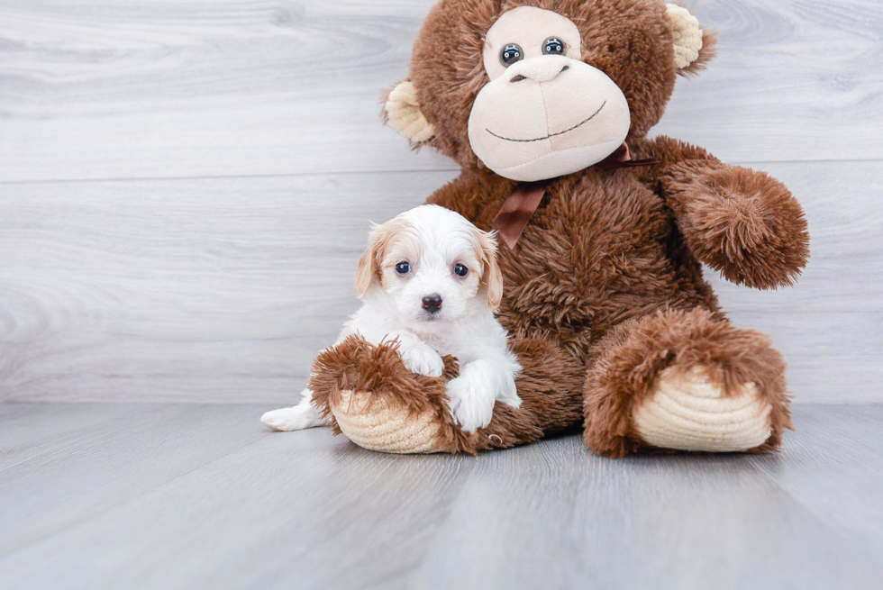 Sweet Cavachon Baby