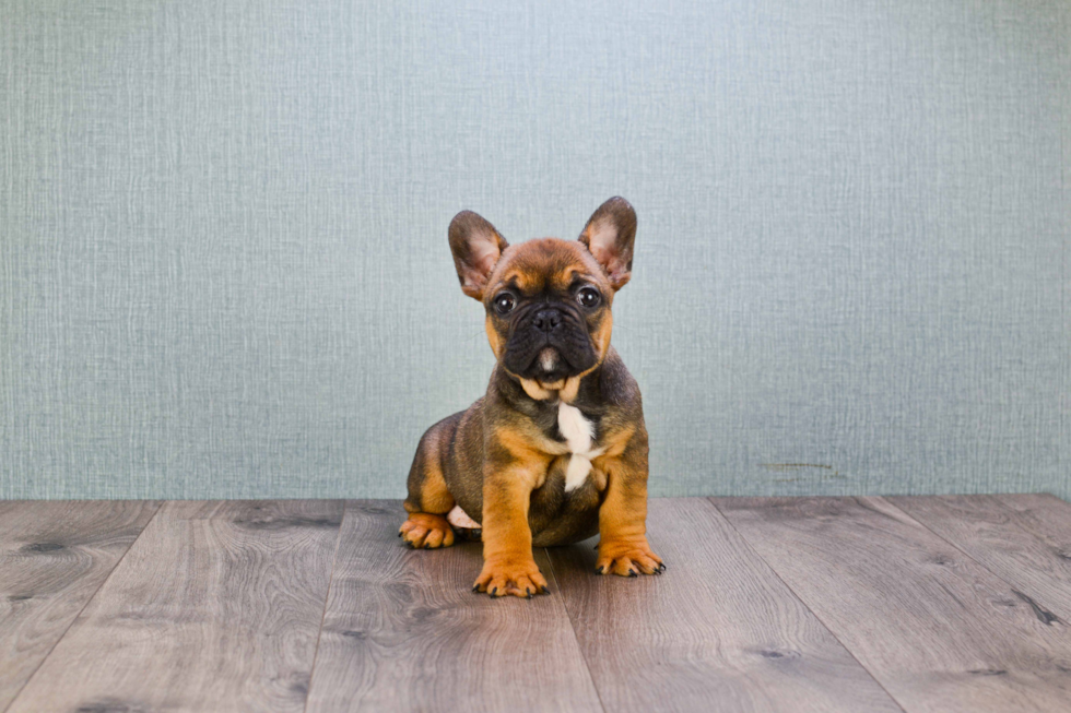 French Bulldog Pup Being Cute