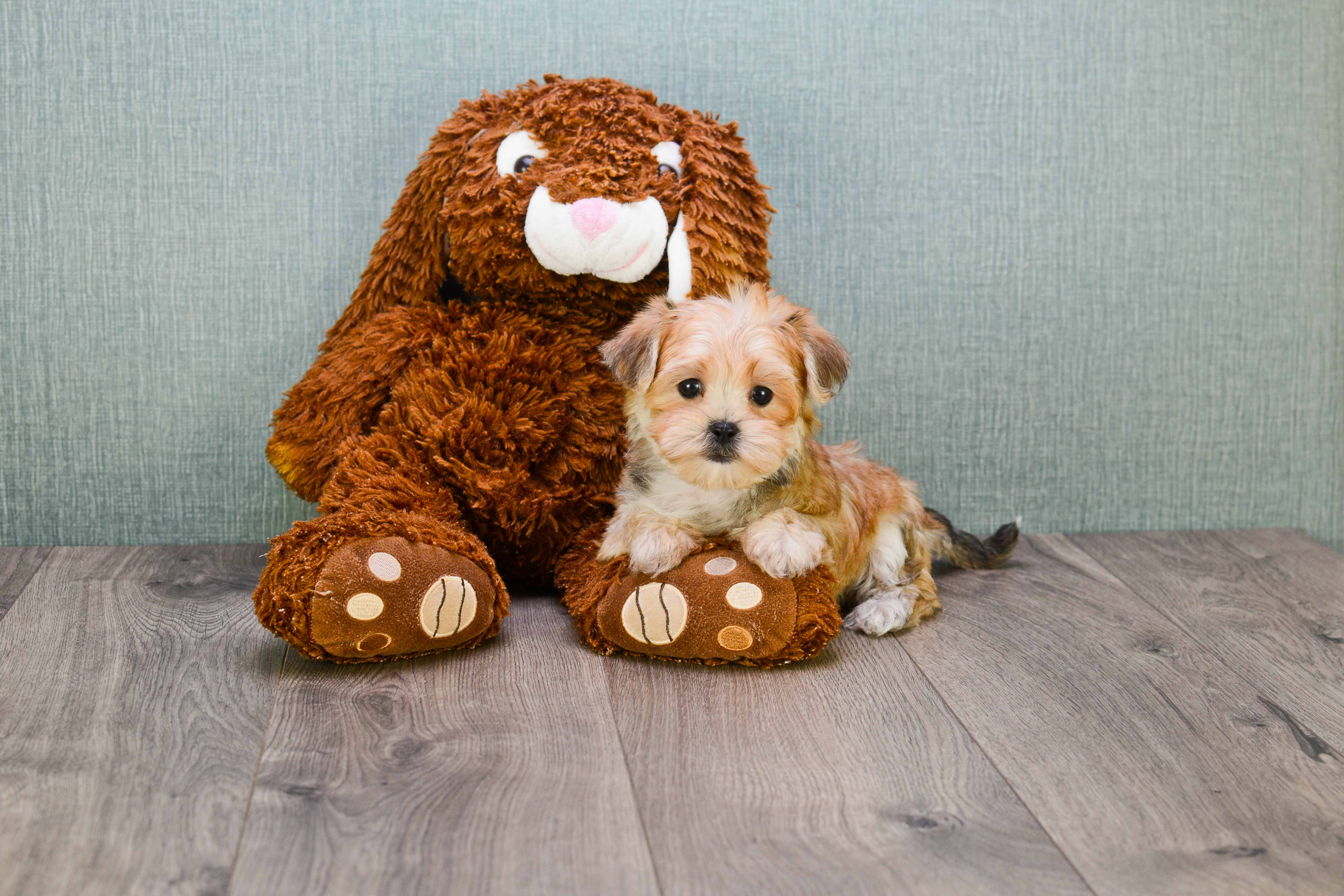 Friendly Morkie Baby
