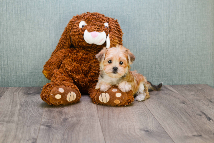 Friendly Morkie Baby