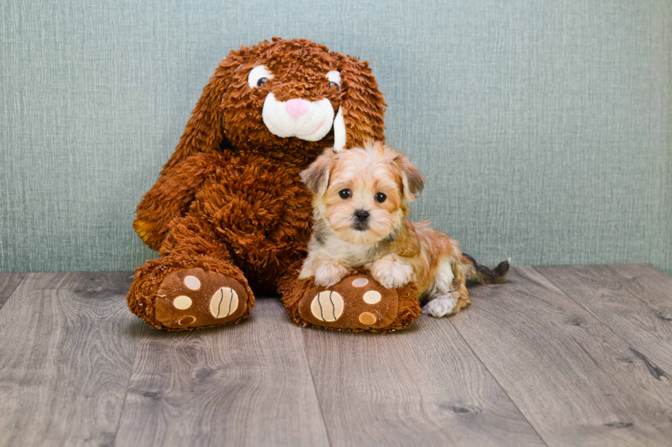 Friendly Morkie Baby