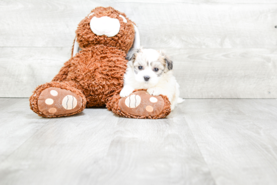 Small Maltipoo Baby