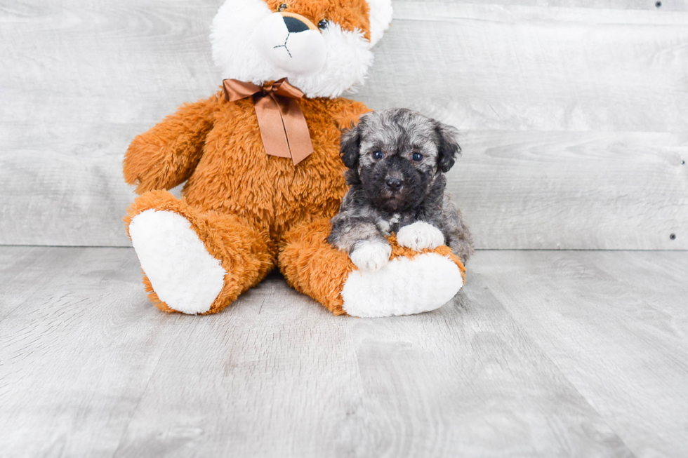 Playful Havanese Purebred Pup