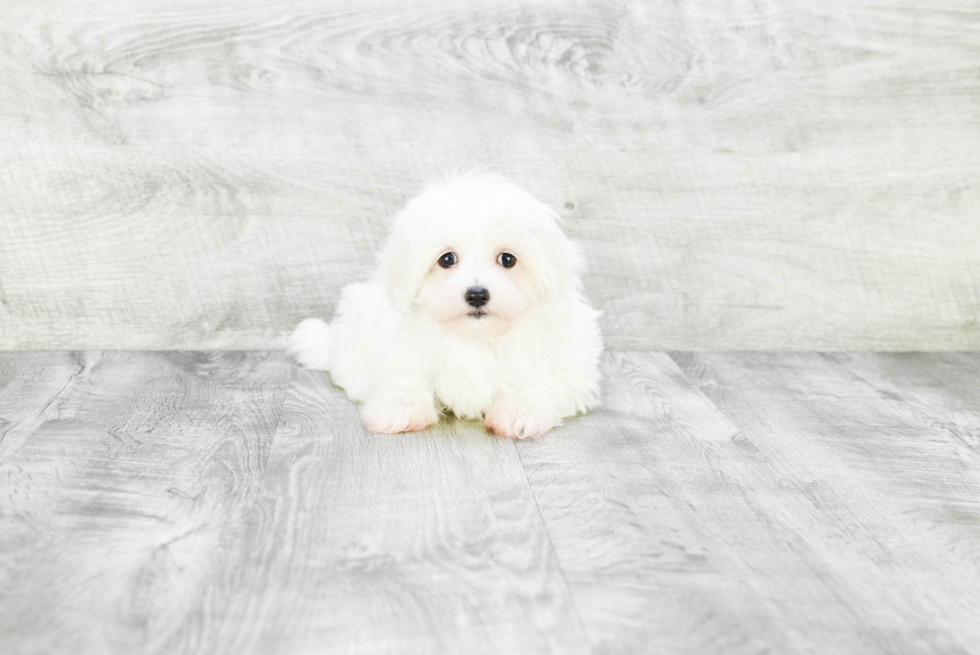 Adorable Maltese Purebred Puppy