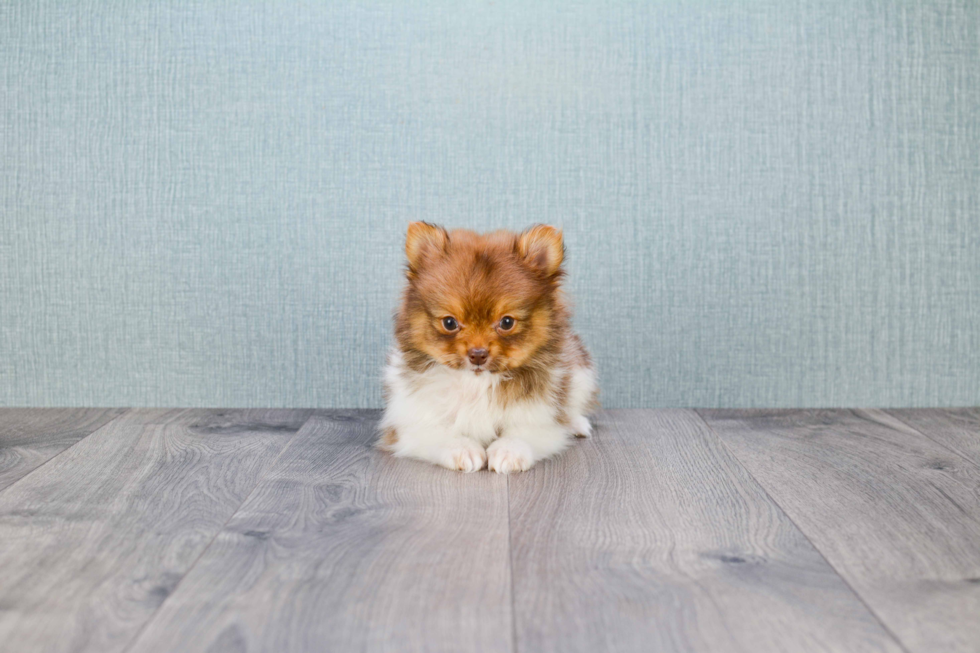 Sweet Pomeranian Purebred Puppy