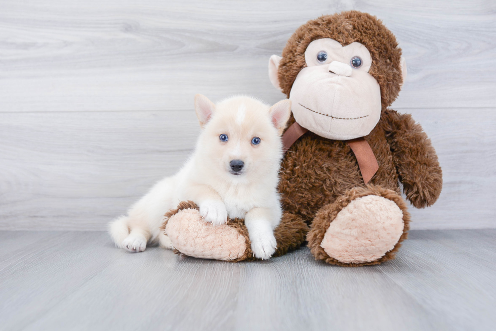 Sweet Pomsky Baby