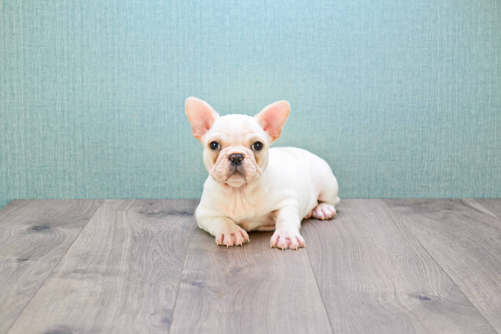 Adorable Frenchie Purebred Puppy