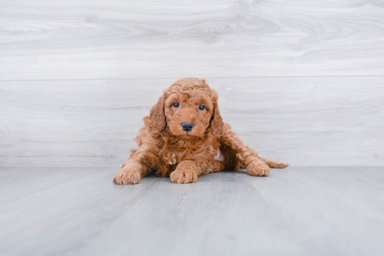 Mini Goldendoodle Pup Being Cute