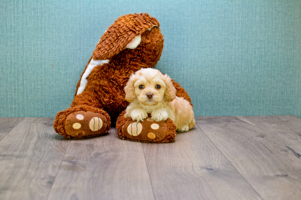 Best Cavapoo Baby