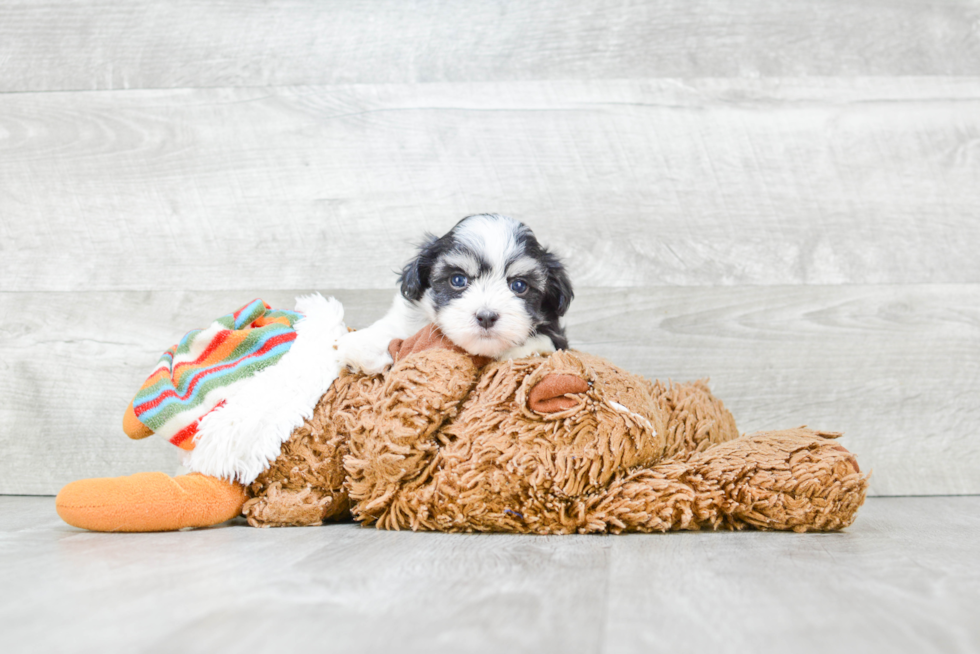 Energetic Havanese Purebred Puppy