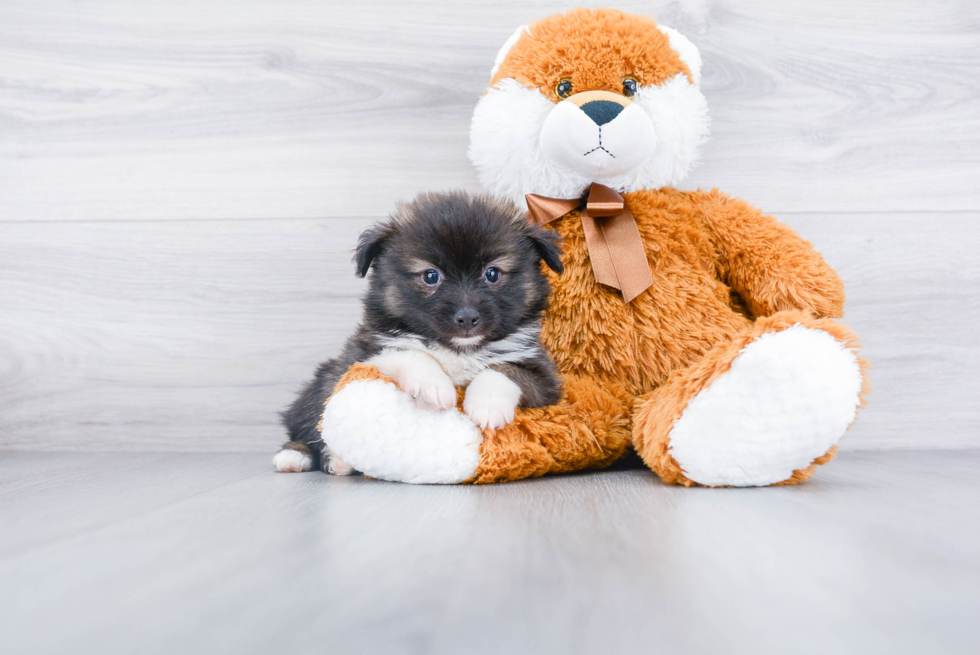 Cute Aussie Pom Baby