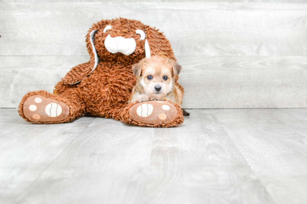 Adorable Yorkie Designer Puppy