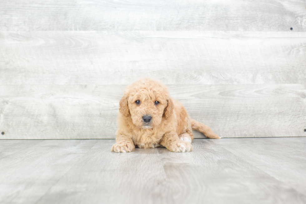 Mini Goldendoodle Puppy for Adoption