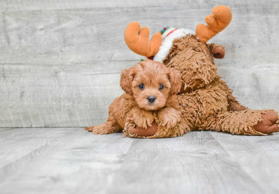 Cavapoo Pup Being Cute