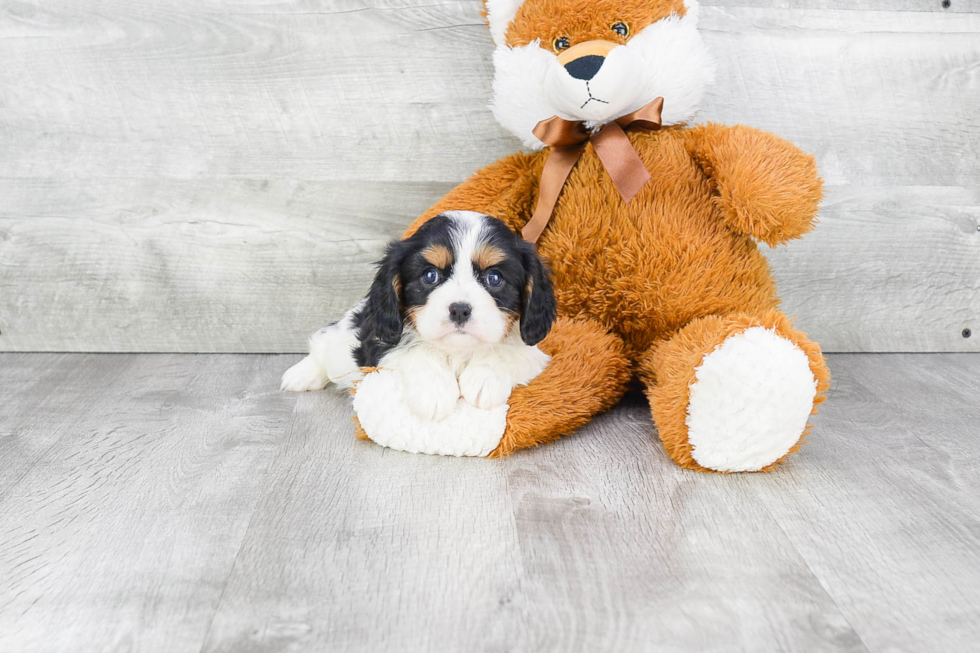 Best Cavalier King Charles Spaniel Baby