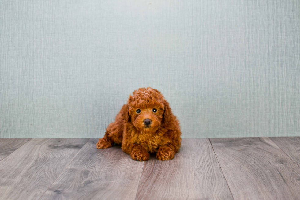 Poodle Pup Being Cute