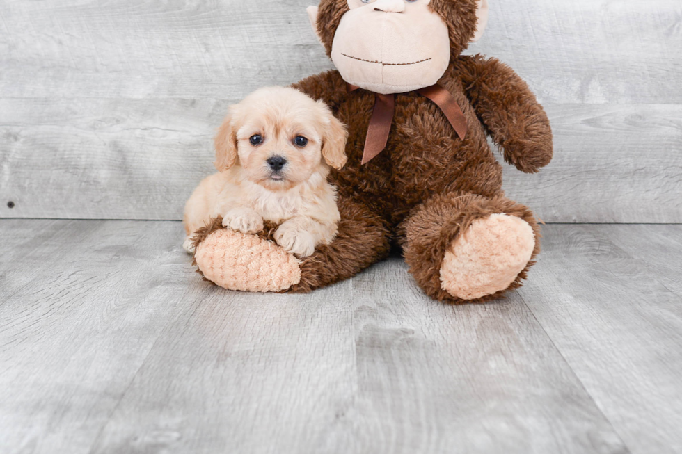 Sweet Cavachon Baby