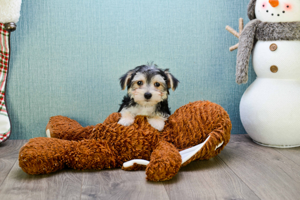 Sweet Morkie Baby