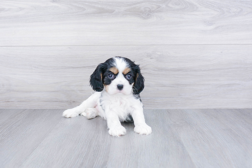 Cavalier King Charles Spaniel Puppy for Adoption