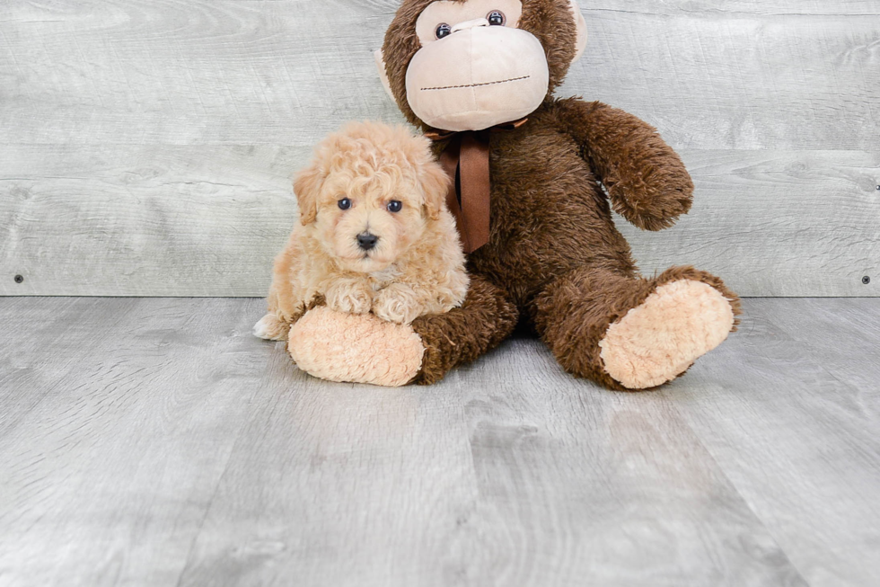 Maltipoo Pup Being Cute