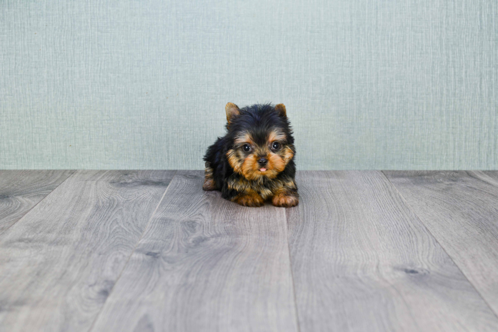 Meet Ronaldo - our Yorkshire Terrier Puppy Photo 