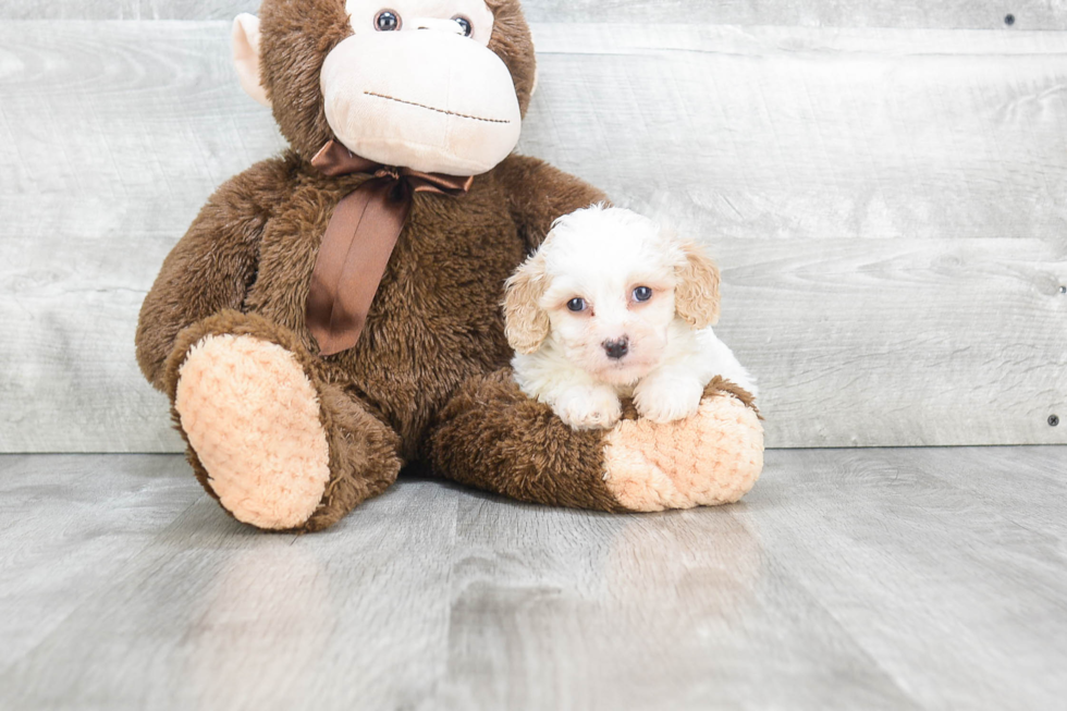 Best Cavachon Baby