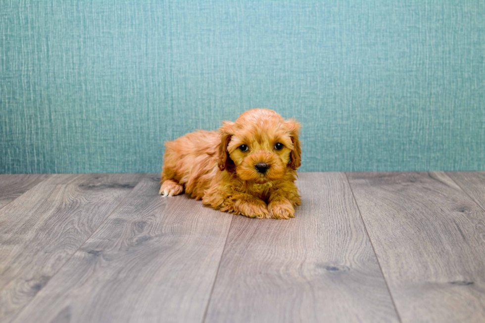 Cavapoo Pup Being Cute