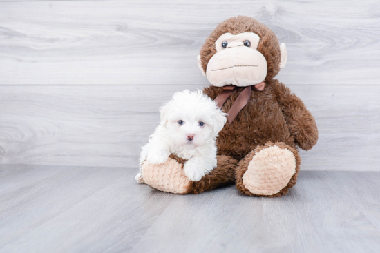 Petite Maltipoo Poodle Mix Pup