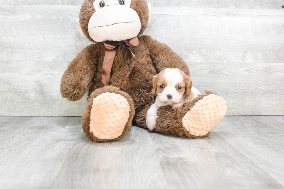 Cavalier King Charles Spaniel Puppy for Adoption