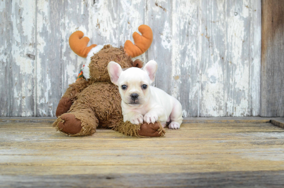 Popular French Bulldog Purebred Pup