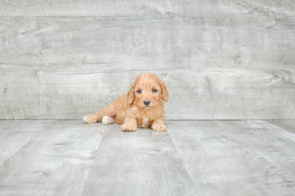 Adorable Cavoodle Poodle Mix Puppy