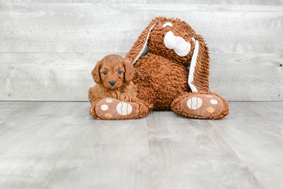 Popular Cavapoo Poodle Mix Pup