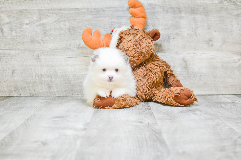 Playful Pomeranian Baby